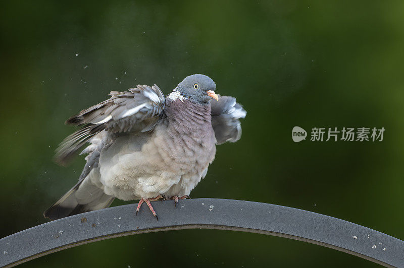 普通林鸽(Columba palumbus)